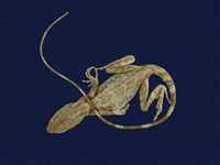 藏品(斯文豪氏攀蜥)的圖片